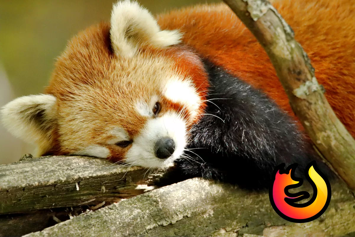 Urso-panda vermelho