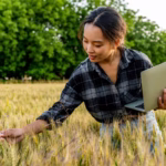 Agricultora examina espigas de trigo no campo enquanto consulta dados em um notebook, exemplo de agricultura de precisão na gestão da produção.