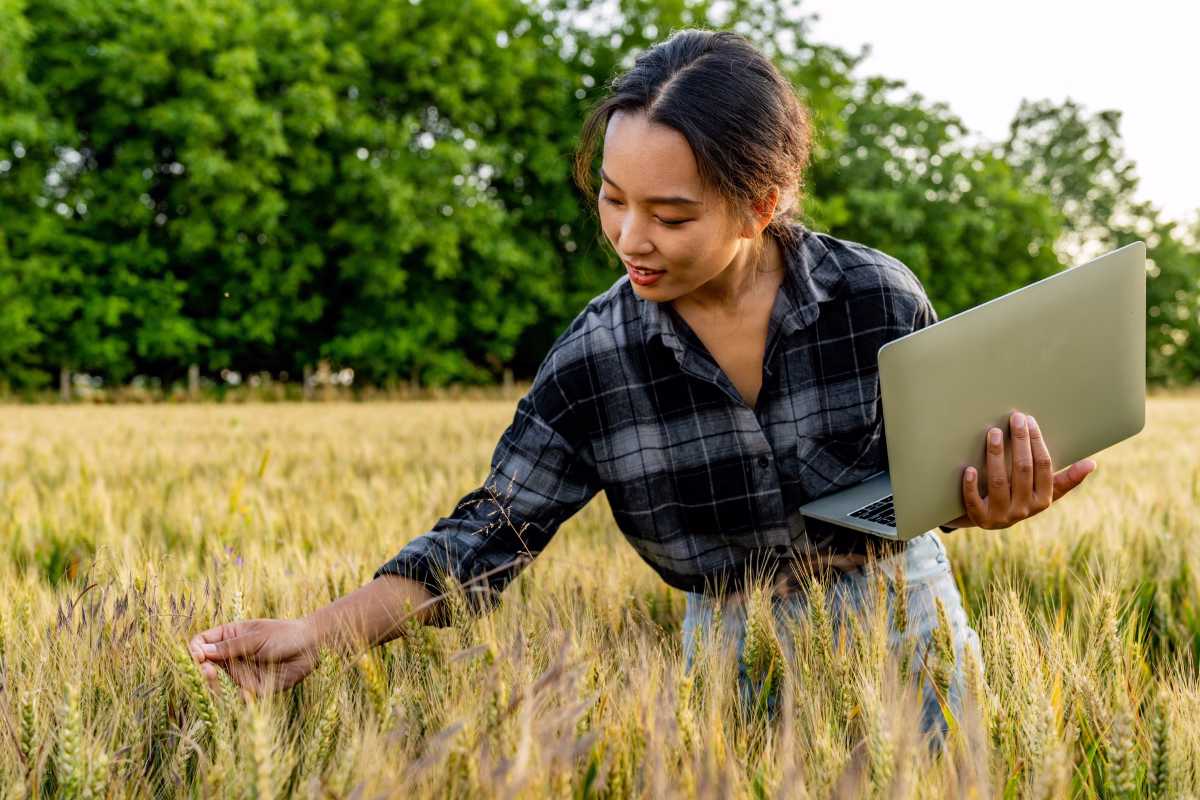 Agricultora examina espigas de trigo no campo enquanto consulta dados em um notebook, exemplo de agricultura de precisão na gestão da produção.
