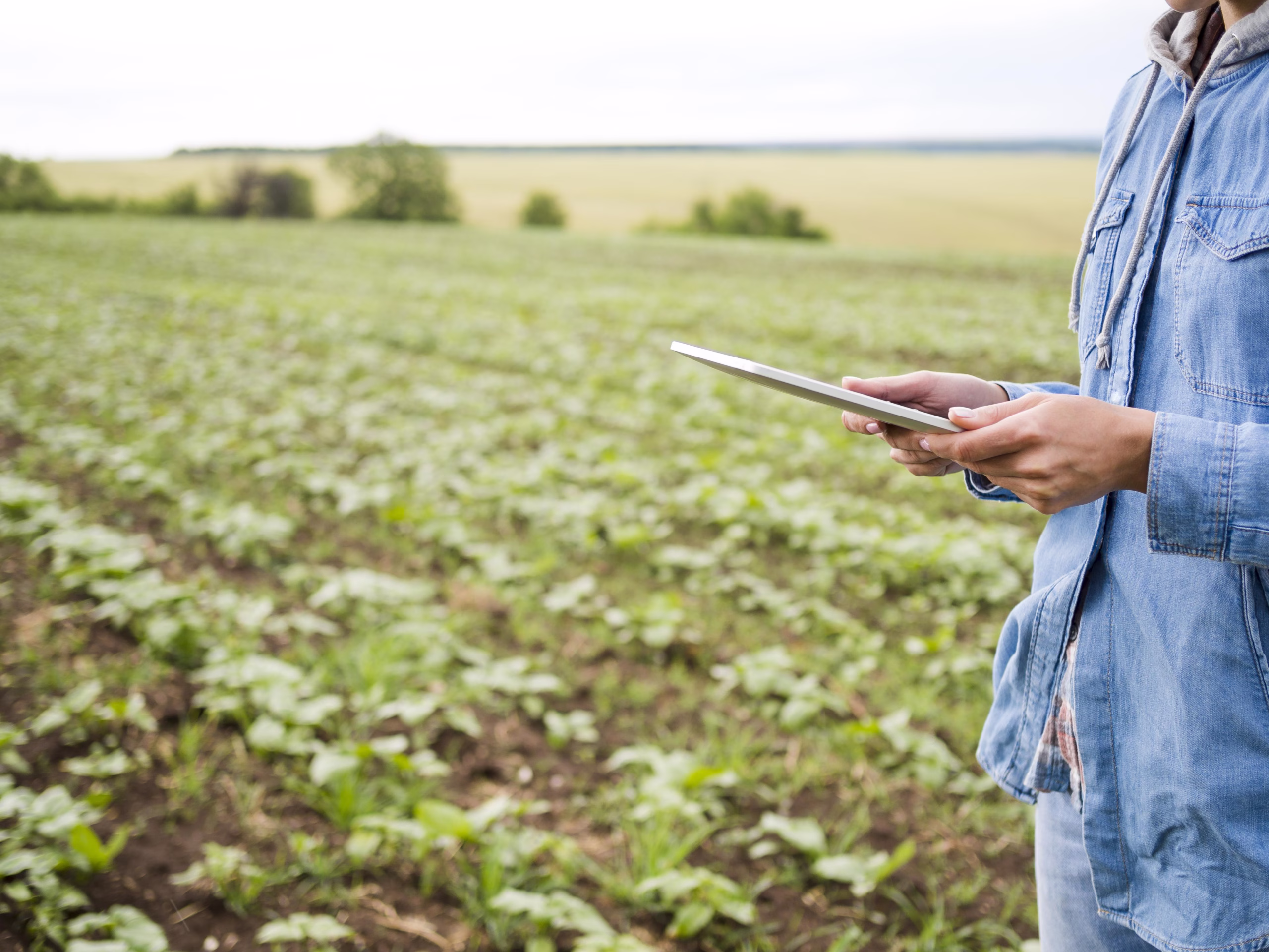 Female farmer holding a tablet in an agricultural field, using technology and data for agribusiness management